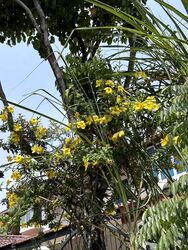 Bamboo Grove Park (D23), Semi-Detached #576304771